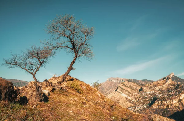 崖の近くの乾燥した木のカップル — ストック写真