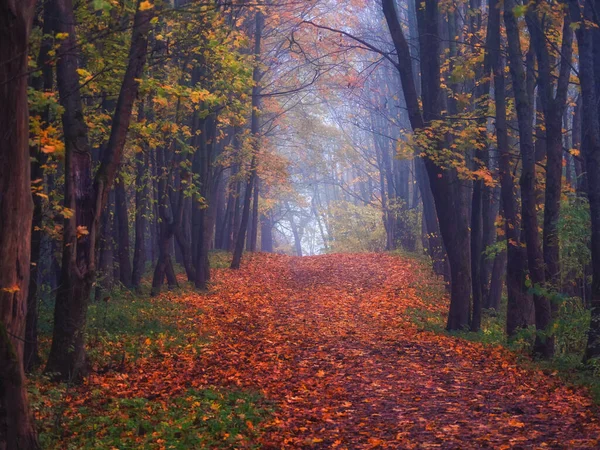 Vicolo Acero Con Foglie Cadute Attraverso Una Foresta Mistica Favoloso — Foto Stock