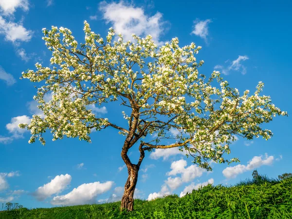 Kvetoucí Jabloně Pozadí Modré Oblohy Přírodní Jarní Pozadí — Stock fotografie