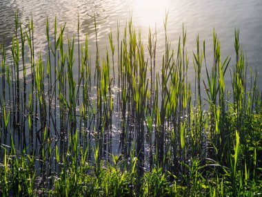 Göl, sazlıklar ve akşam güneşi. Suyun maviliğine karşı kamış yaprakları ile güzel doğal bir arka plan.