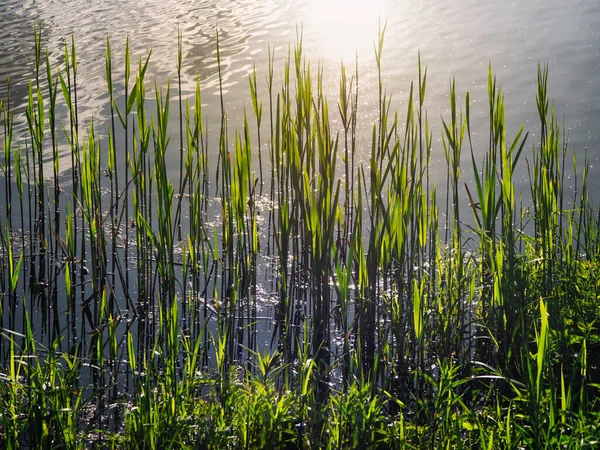 葦と夜の太陽 水の青を背景に葦の葉を持つ美しい自然背景 — ストック写真