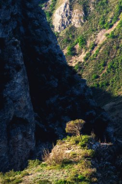 Dağ geçidinde bir kayanın üzerinde büyüyen yalnız bir ağaç. Acımasız vahşi yaşam. Tüm dünyayı dolaş. Dikey görünüm.