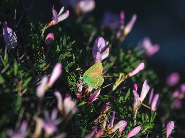 Grüner Haarstreifen Callophrys Rubi Schmetterling Auf Lila Blume Mit Dunkelgrünem — Stockfoto