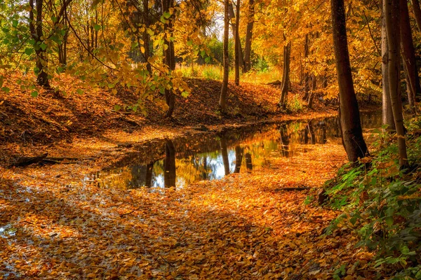 Damm Gammal Övergiven Höstpark Ljust Soligt Höstlandskap Med Fallna Lönnlöv — Stockfoto