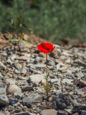 Tek kırmızı haşhaş. Kayalıklarda yabani bir gelinciğin yakın çekimi. Dikey görünüm.