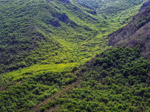 Concentrez Vous Pentes Montagneuses Escarpées Couvertes Forêt Planète Verte Fond — Photo