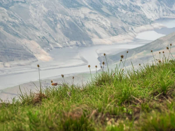 Jemné Soustředění Rozmazané Pozadí Zelená Horská Tráva Rozmazané Pozadí Sklon — Stock fotografie