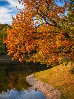 Göletin kıvrımlarında sonbahar ağacı. Kırmızı akçaağaç ile sonbahar sabahı manzarası