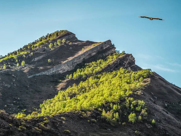 青い空に緑の森に覆われた鋭い山の峰 ワシが山頂を飛び越える — ストック写真
