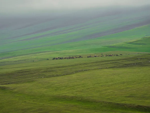 Який Фокус Група Корів Відстані Зеленому Пасовищі Тлі Дощових Туманних — стокове фото