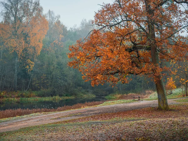 Gałąź Czerwonego Dębu Tle Jesiennego Jeziora Naturalny Mglisty Jesienny Krajobraz — Zdjęcie stockowe