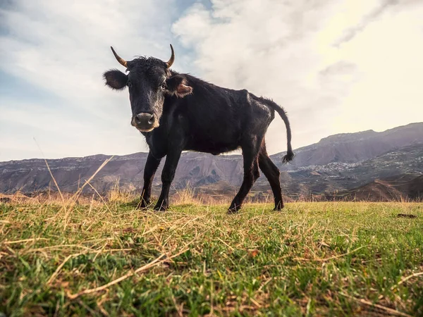 Funny black cow looks at the camera. Cow in a fresh green pasture in summer.