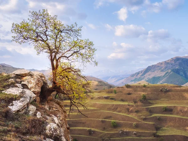 Lonely tree growing on top of the cliff. Green tree growing on top of the rock.