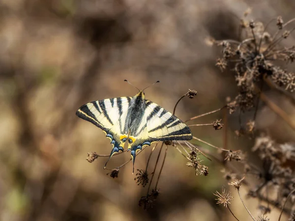 Scarce Swallowtail Mariposa Sentada Sobre Tallo Seco Fondo Natural Marrón —  Fotos de Stock