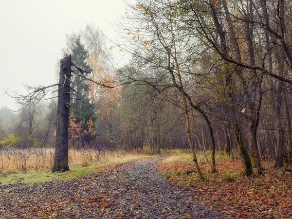 Природный Туманный Осенний Пейзаж Сломанной Сосной Мягкий Фокус — стоковое фото