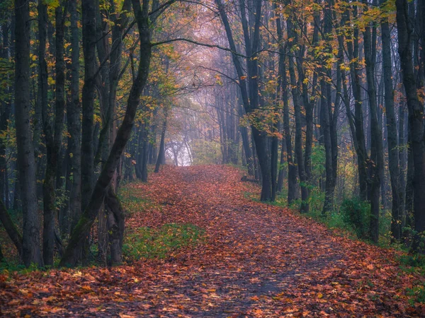 Извилистая Дорога Через Утренний Туманный Осенний Лес — стоковое фото
