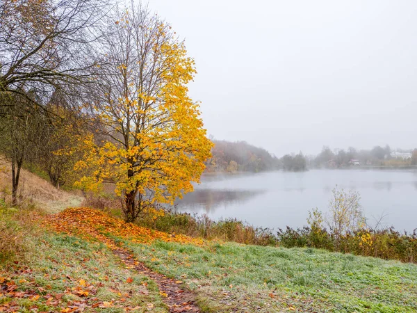 Miękkie Skupienie Jesienny Liść Spada Ścieżka Mglistym Jesiennym Parku Opadającymi — Zdjęcie stockowe