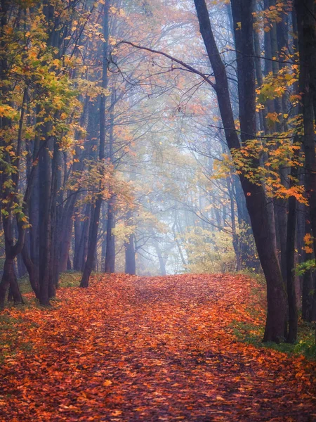 Кленовая Аллея Опавшими Листьями Через Мистический Лес Сказочный Осенний Туманный — стоковое фото