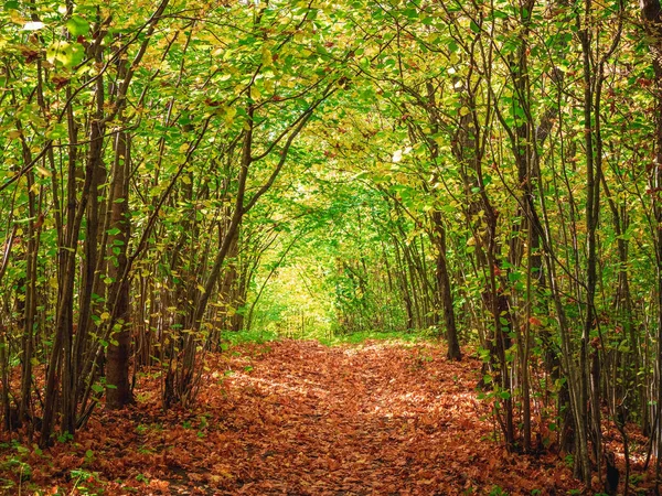 Podzimní Lesní Cesta Pod Obloukem Stromů Uzavírajících Oblohu — Stock fotografie