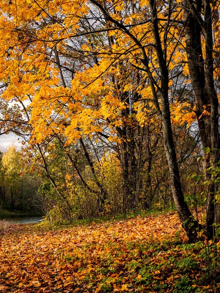 Żółty Klon Drzewo Jasnym Naturalnym Słonecznym Tle Jesieni Widok Pionowy — Zdjęcie stockowe