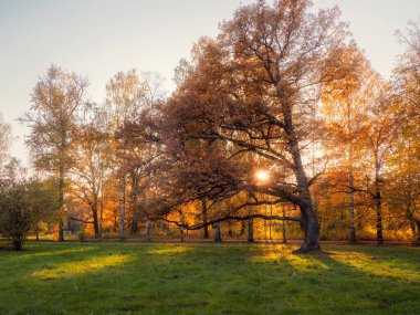 Parlak güneşli sonbahar manzarası, yeşil bir çayırda büyük sarı bir meşe ağacı. Yumuşak odak. 