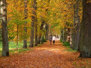 Sonbaharda Pavlovsky parkındaki kırmızı ağaçlar sokağı, Pavlovsk, St. Petersburg, Rusya. Sonbaharda yürüyen insanlar.