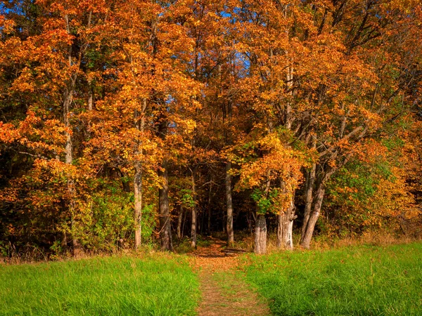 A path of the entrance to the bright autumn forest.