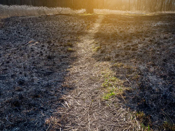 Burned grass. A field with path and burnt grass. Intentional arson. The destruction of insects. Ecological disaster.