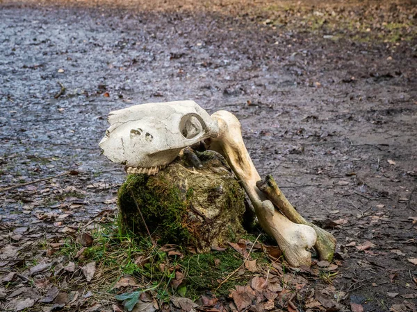 Cráneo Vaca Suelo Cerca —  Fotos de Stock