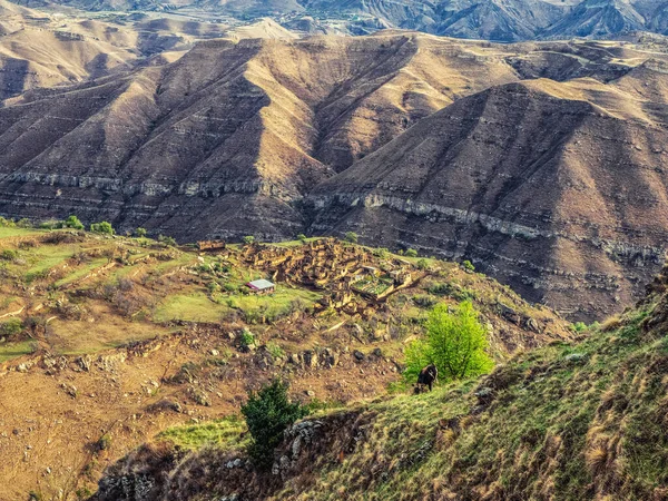 Mountain Green Desert Landscape Destroyed Village Huge Mountain Cow Grazing — Stock Photo, Image