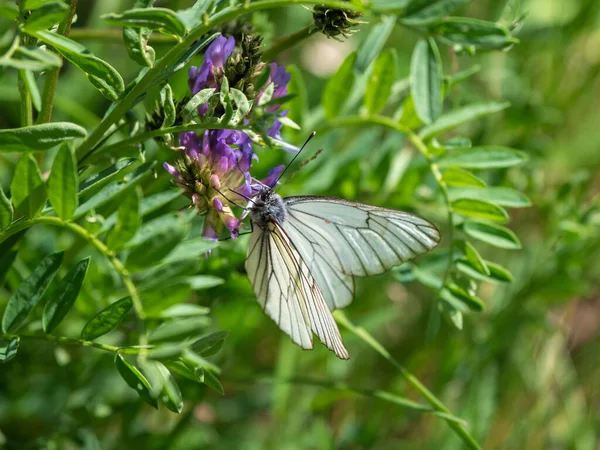Πεταλούδα Λουλούδι Τριφυλλιού Θολή Φόντο Ξέφωτου Ιστορικό Άγριας Ζωής — Φωτογραφία Αρχείου