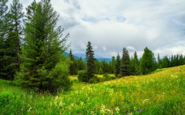 Atmosferik yeşil orman manzarası. Minimalist panoramik manzara. Kenarları kozalaklı orman ve hafif sisli kayalar. Dağ alp ormanları.