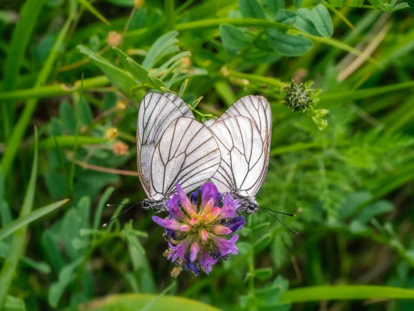 Kupferweiße Dornfalter Paaren Sich Zwei Schmetterlinge Akt Der Liebe — Stockfoto
