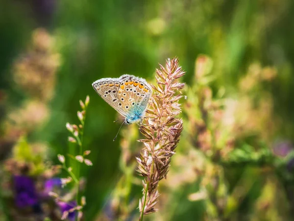 Nahaufnahme Eines Kleinen Silberbesetzten Blauen Schmetterlings Natürlichem Lebensraum Sommer Plebejus — Stockfoto