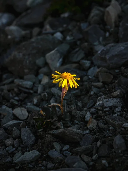 One Yellow Flower Dark Evening Rocky Background Senecio Karjaginii Stone — Foto de Stock