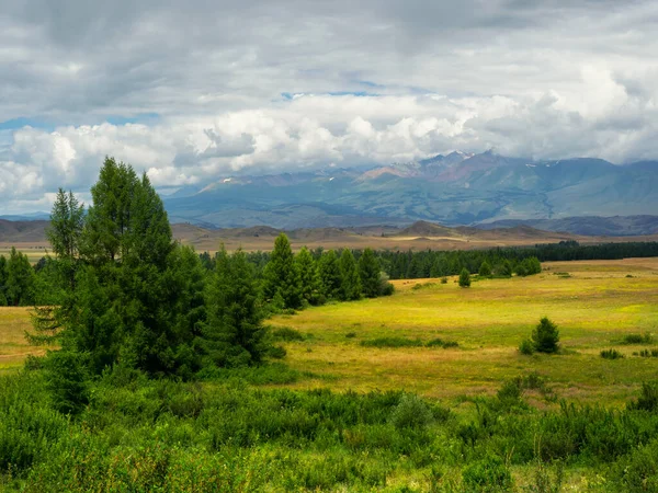 Atmosférická Zelená Lesní Krajina Minimalistická Panoramatická Scenérie Okrajem Jehličnatého Lesa — Stock fotografie