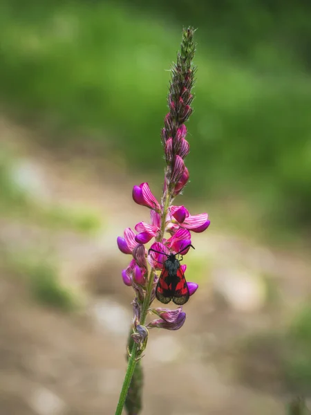 Weidevlinder Verzamelt Nectar Van Heilige Onobrychis Sativa Macro Fotografie Selectieve — Stockfoto