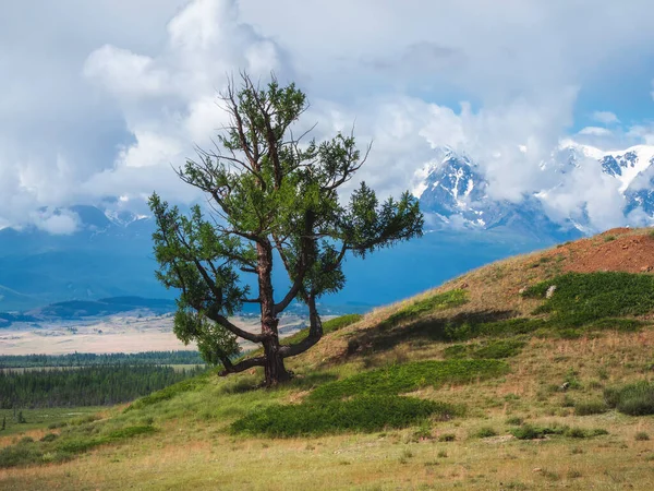 Bizarre lonely tree against the background of snow-capped mountains. Atmospheric green landscape with tree in mountains.