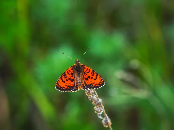 Captura Selectiva Foco Una Mariposa Red Glanville Fritillary Melitaea Didyma —  Fotos de Stock
