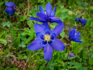 Aquilegia glandulosa, salgı bezleri yakalama çiçekleri. Altai Dağları 'nın çiçekleri. Kapat..