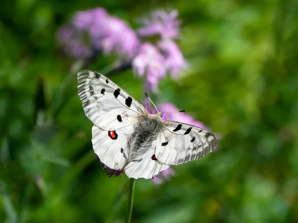Apollo Butterfly Parnassius Apollo Ruht Auf Einer Blume Auf Grünem — Stockfoto