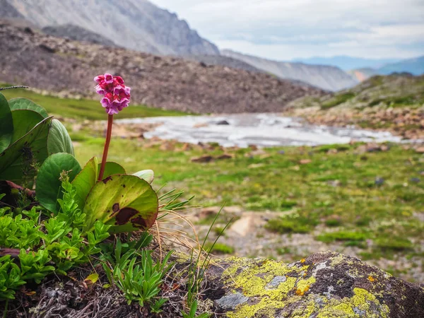 Bergenia Crassifolia Badan Bergenia Crassifolia Bir Dağ Yamacında Çiçek Açması — Stok fotoğraf