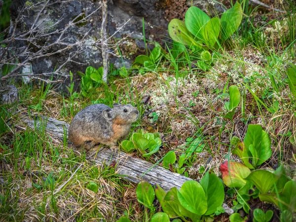 Funny Pika Ochotona Collaris Rocky Alpine Mountain Altai — Stock Photo, Image