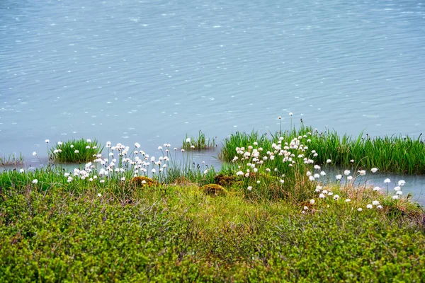 湿地や青い水の上にパフィー綿の草 概要緑と水の自然背景 — ストック写真