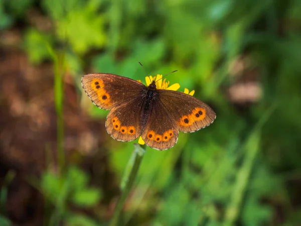 Selective Focus Scotch Argus Erebia Aethiops Lives Green Meadows Altai — Stock Photo, Image