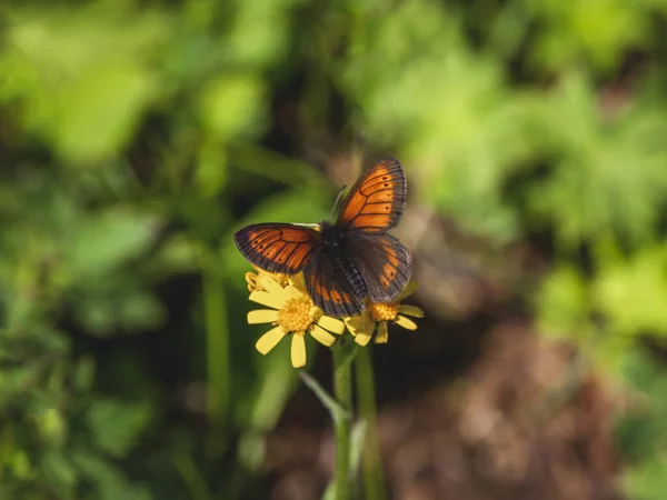 Foco Seletivo Scotch Argus Erebia Kindermanni Vive Prados Verdes Nas — Fotografia de Stock