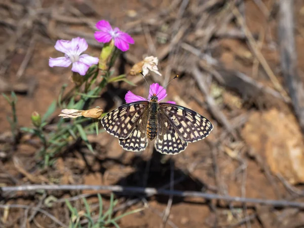 Μικρό Μαργαριτάρι Συνοριακή Πεταλούδα Fritillary Melitaea Latonigena Eversmann Ροζ Λουλούδια — Φωτογραφία Αρχείου