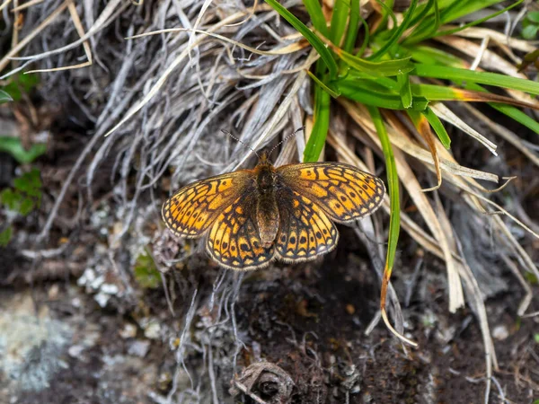 Μικρή Μητέρα Της Πεταλούδας Μαργαριτάρι Boloria Eunomia Ξηρό Γρασίδι Κοντά — Φωτογραφία Αρχείου