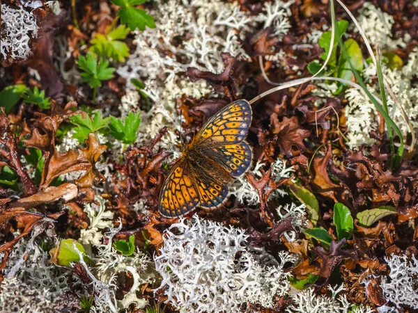 Μικρή Μητέρα Της Πεταλούδας Μαργαριτάρι Boloria Eunomia Κάθονται Λευκά Βρύα — Φωτογραφία Αρχείου