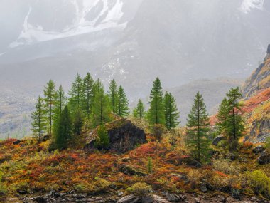 Kenarları kozalaklı orman ve hafif sisli kayalar. Atmosferik yeşil orman manzarası ve dağlarda fırtınalar. Açık sisli kozalaklı ağaçlara ve kayalara bakın. Dağ koruluğu